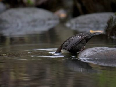 foodtime-birds-birdlovers-instabird-instanature-animal-river-luontokuvaus-luonto-naturaleza-natur-na