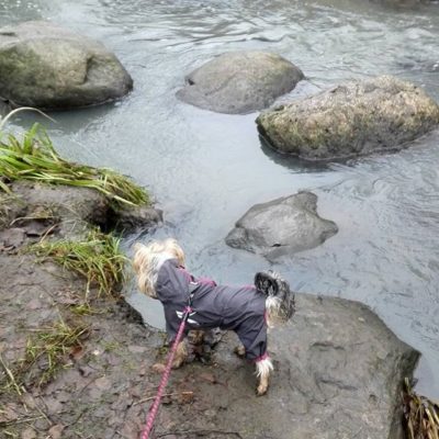 Hoping to catch some sea trouts  they are having a mating party in "our" river