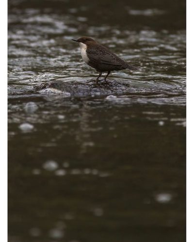 koskikara-whitethroateddipper-longinoja-longinojasyksy-helsinki-talvi-winter-birdlifefinland-birdlif-1