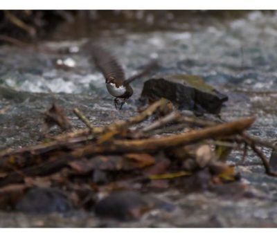 koskikara-whitethroateddipper-longinoja-longinojasyksy-helsinki-talvi-winter-birdlifefinland-birdlif-3