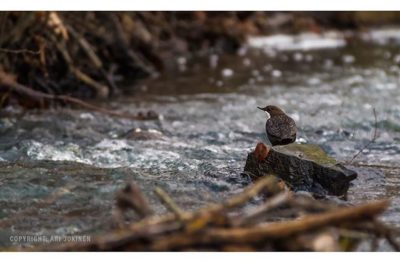 koskikara-whitethroateddipper-longinoja-longinojasyksy-helsinki-talvi-winter-birdlifefinland-birdlif-4