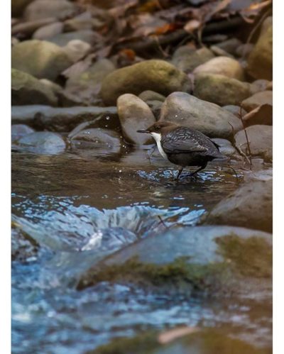 koskikara-whitethroateddipper-longinoja-longinojasyksy-helsinki-talvi-winter-birdlifefinland-birdlif