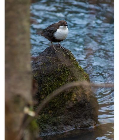 koskikara-whitethroateddipper-longinoja-longinojasyksy-helsinki-talvi-winter-birdlifefinland-birdlif-5