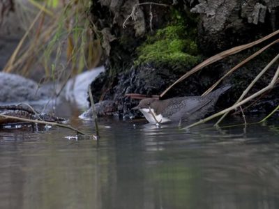 Koskikaran myötä mukavaa iltaa ja viikonloppua.