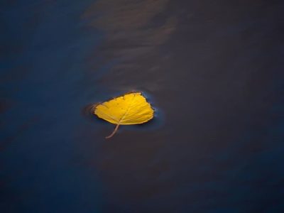 Leaf on water.