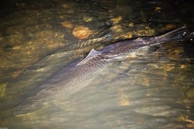 longinoja-longinojasyksy-meritaimen-kutupuuhia-seatrout-helsinki-fish-fishlove-malmi-kutu