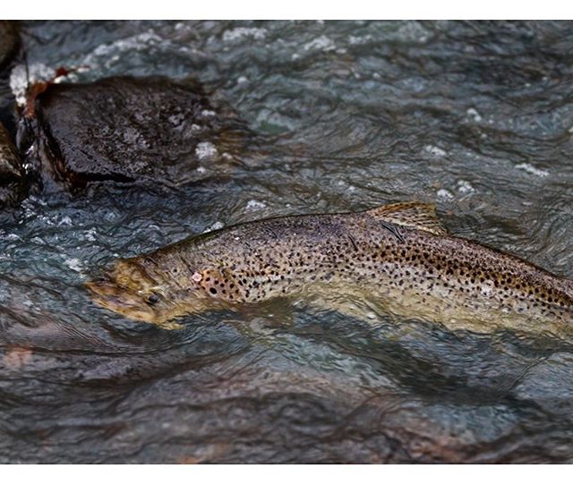 longinoja-longinojasyksy-taimen-trout-kutu-spawn-salmotrutta-puro-sream-creek-nature-naturephoto-nat-1