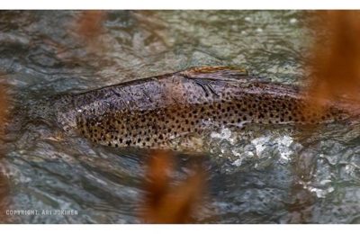 longinoja-longinojasyksy-taimen-trout-kutu-spawn-salmotrutta-puro-sream-creek-nature-naturephoto-nat-2