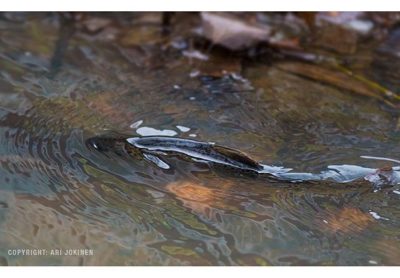 longinoja-longinojasyksy-taimen-trout-kutu-spawn-salmotrutta-puro-sream-creek-nature-naturephoto-nat-3