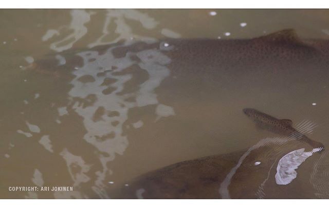 longinoja-longinojasyksy-taimen-trout-kutu-spawn-salmotrutta-puro-sream-creek-nature-naturephoto-nat-4