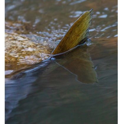 longinoja-longinojasyksy-taimen-trout-kutu-spawn-salmotrutta-puro-sream-creek-nature-naturephoto-nat