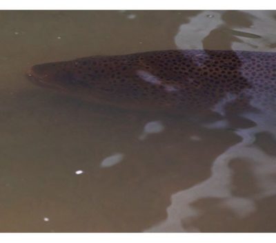 longinoja-longinojasyksy-taimen-trout-kutu-spawn-salmotrutta-puro-sream-creek-nature-naturephoto-nat-5