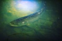longinoja-taimen-browntrout-trout-nofishing-wild-stream-helsinki-finland-nordicnature-suomenluonto-s