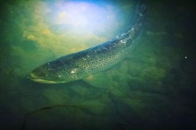 longinoja-taimen-browntrout-trout-nofishing-wild-stream-helsinki-finland-nordicnature-suomenluonto-s