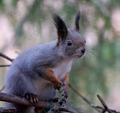 Minäkö söpö? Näkisittepä puroaktiivit! Longinojalla on paljon nähtävää. Nähdään purolla. 🐿