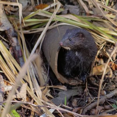 mink-animal-longinoja-cute-hunter-luontokuvaus-longinoja-autumn-luonto-instanature-instaanimal-natur