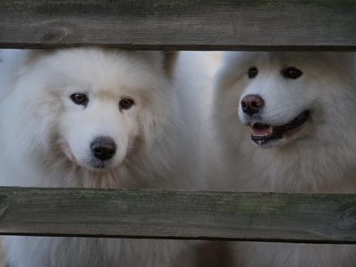 Onks Nemoo näkynyt? Purolla tänään valtavasti porukkaa. Myös karvakuonoja oli paljon liikkeellä.