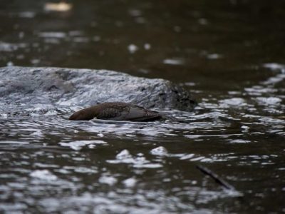 Sukellusvene? Ei, vaan pieni koskikara sukeltelee ruokaa.