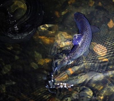 Trout in Longinoja. • • •