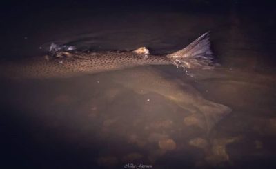 Trout In the river.