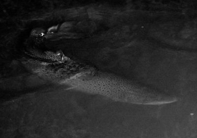 urban-seatrout-fish-taimen-city-river-night-suomi-ig_finland-finland-luonto-nature-luontokuvaus-natu-1