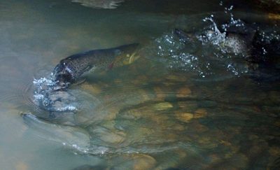 urban-seatrout-fish-taimen-city-river-night-suomi-ig_finland-finland-luonto-nature-luontokuvaus-natu-2