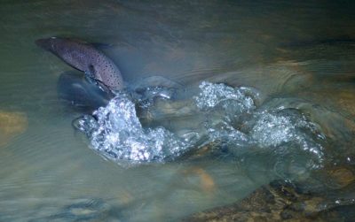 urban-seatrout-fish-taimen-city-river-night-suomi-ig_finland-finland-luonto-nature-luontokuvaus-natu-4