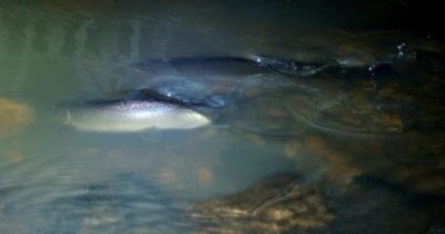 urban-seatrout-fish-taimen-city-river-night-suomi-ig_finland-finland-luonto-nature-luontokuvaus-natu-5