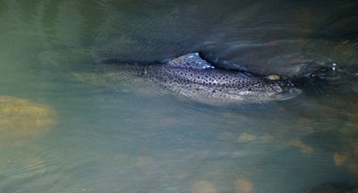 urban-seatrout-fish-taimen-city-river-night-suomi-ig_finland-finland-luonto-nature-luontokuvaus-natu-6