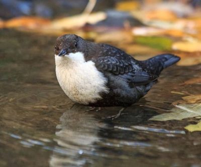 White-throated Dipper