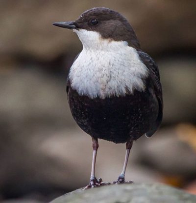 White-throated dipper @longinoja Helsinki, Finland . .