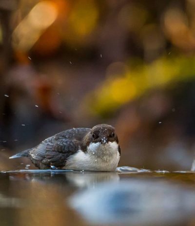 White-throated dipper @longinoja Helsinki, Finland . .