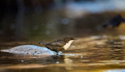 White-throated dipper @longinoja Helsinki, Finland . .