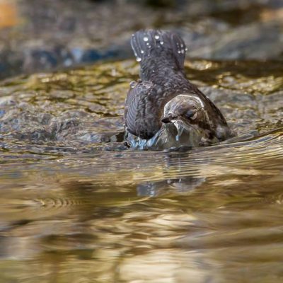 White-throated dipper @longinoja Helsinki, Finland . .