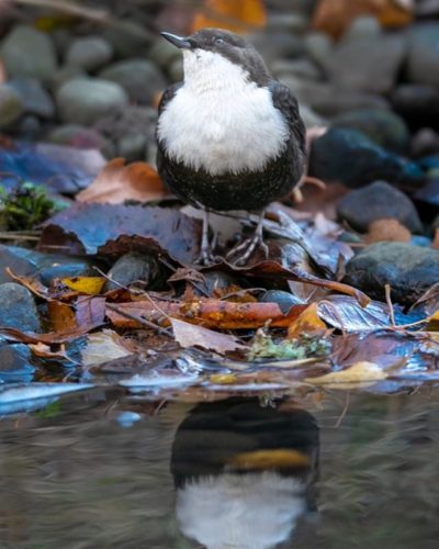 White-throated dipper, at Longinoja, Helsinki