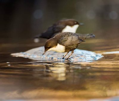 White-throated dippers @longinoja Helsinki, Finland . .