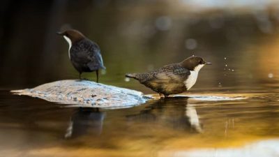 White-throated dippers @longinoja Helsinki, Finland . .