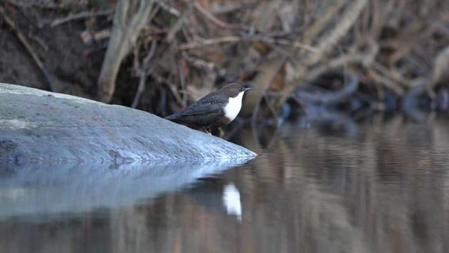 whitethroateddipper-koskikara-birds-birdphotography-video-naturevideo-natur-nature-luontokuvaus-luon
