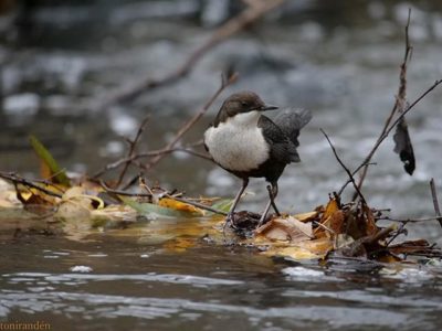 whitethroateddipper