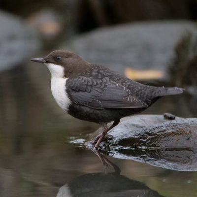 whitethroateddipper-koskikara-longinoja-finland-finnishnature-birds-birdlovers-birdphotography-ylelu-2