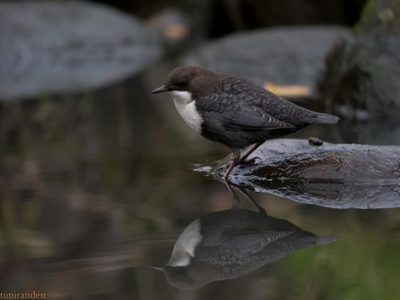 whitethroateddipper-koskikara-longinoja-finland-finnishnature-birds-birdlovers-birdphotography-ylelu