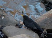 mustarastas-blackbird-longinoja-jaa-talvi-joulukuu-helsinki-finland-finnishnature-puro-birdphotograp