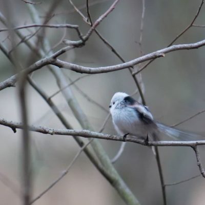pyrstotiainen-lintu-birds-birdlovers-helsinki-finnishnature-finland-longinoja-instabird-natur-nature